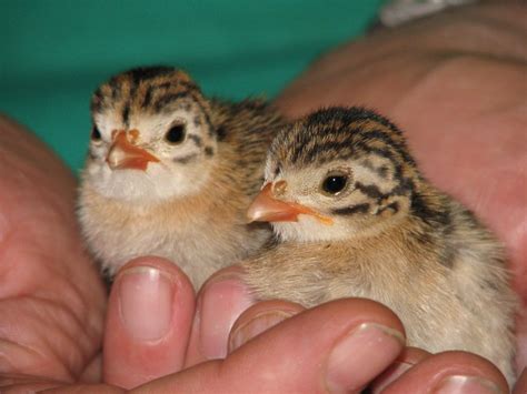What Do Baby Guinea Hens Look Like Dawogs Blog