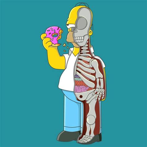 Homer Anatomy Simpsons Characters Anatomy Homer