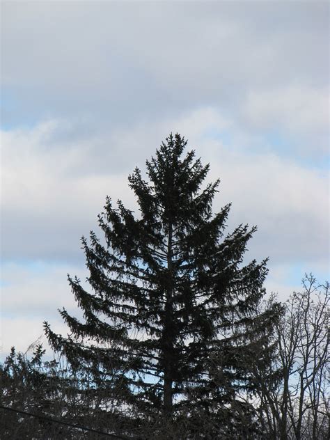 Tall Conifer Against Cloudy Sky This Is Actually About 40f Flickr