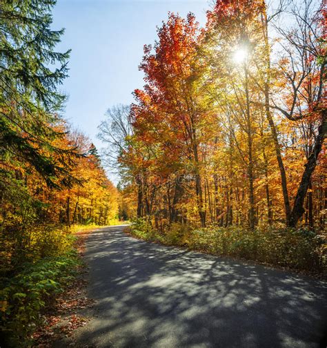 Fall Forest Road Stock Image Image Of Long Golden Curving 93979157
