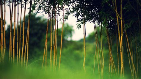 Bamboo Hd Wallpapers Top Free Bamboo Hd Backgrounds Wallpaperaccess