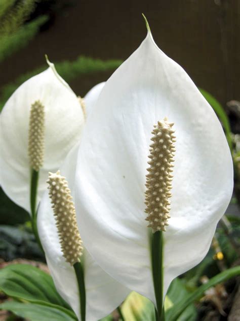 Peace Lily Poisonous To Pets Cat Meme Stock Pictures And Photos