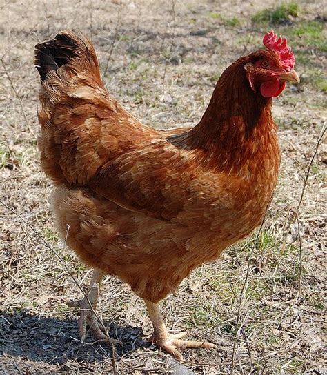 Road Island Red Hen Rhode Island Red Hen Rhode Island Red Chickens