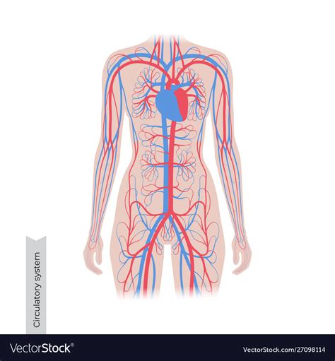 Circulatory System Anatomy Cardiovascular White Vector Anatomy Images