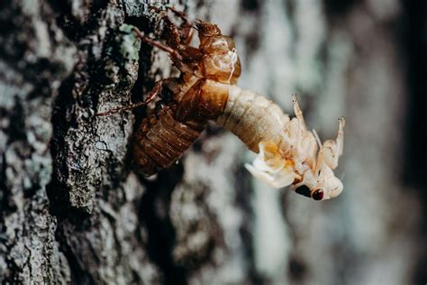 Photos Photographer Shares Pictures Of Brood X Cicadas In Indiana