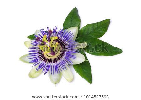 Passiflora Passionflower Isolated On White Background Big Beautiful Flower
