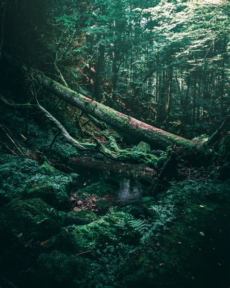 Overgrown Pictures Download Free Images On Unsplash Aesthetic