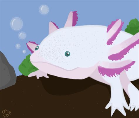 Axolotl By Chanceybear On Deviantart