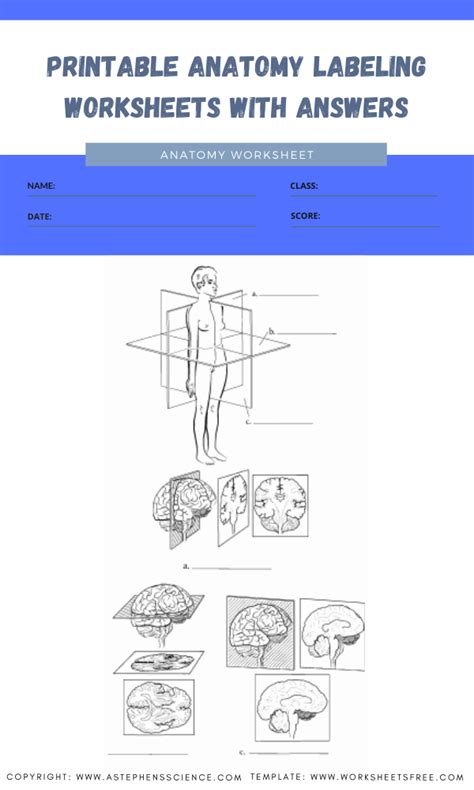 Printable Anatomy Labeling Worksheets With Answers 2 Worksheets Free