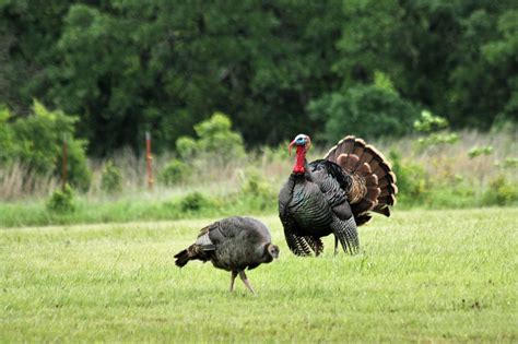Turkey Hunting How To Differentiate Between Jake And Long Beard