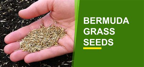 Bermuda Grass Seeds Online India Buy Bermuda Grass Seeds Garden World