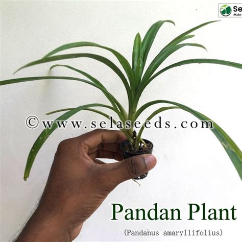 Pandan Plant Rampe Pandanus Amaryllifolius In 2022 Plants Live