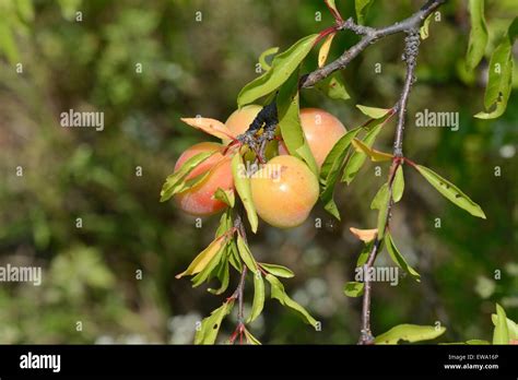 Chickasaw Plum Tree Hi Res Stock Photography And Images Alamy