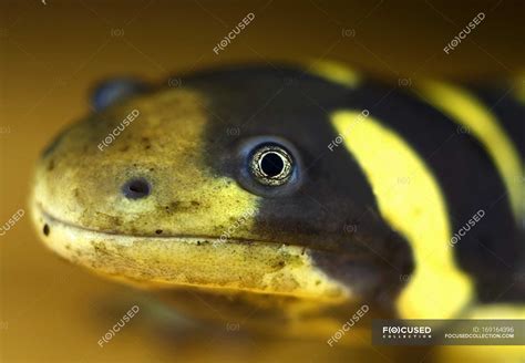 Texas Barred Tiger Salamander Lizard Closeups Stock Photo