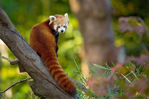 Red Panda Facts Worldatlas