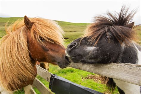 Shetland Ponies Britain Visitor Blog