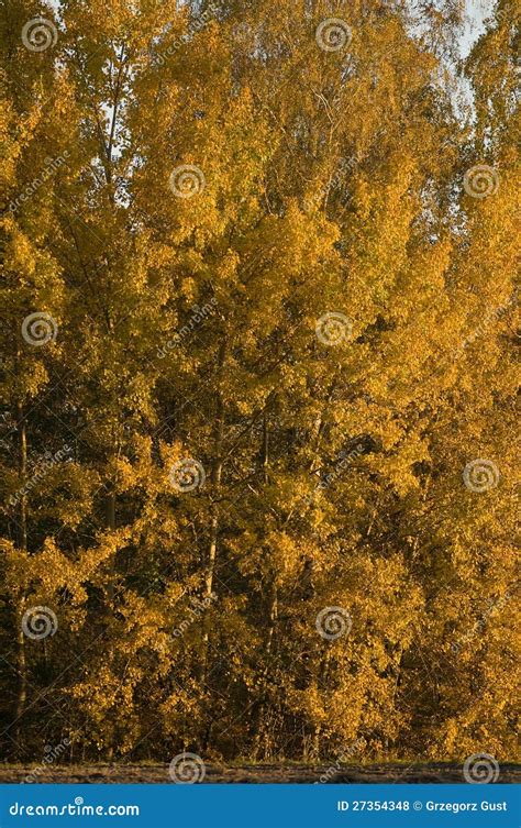 Autumn Forest Stock Photo Image Of Tree Outdoor Orange 27354348