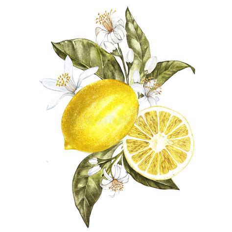 The lemon (citrus limon) is a species of small evergreen tree in the flowering plant family rutaceae, native to south asia, primarily northeast india. Photo about Branch of watercolor lemon tree with leaves ...