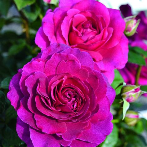 Rosa Timeless Purple Roses Plants Springmount Garden Centre