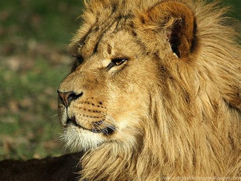 1920x1080px 1080p Free Download Leo The Lion Cat Lion Leo Animal