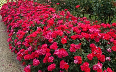 Buy Original Red Knock Out Rose Free Shipping 2 Gallon