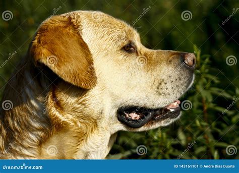 Labrador Dog Head Facing Sideways Stock Image Image Of Doggy Dogs