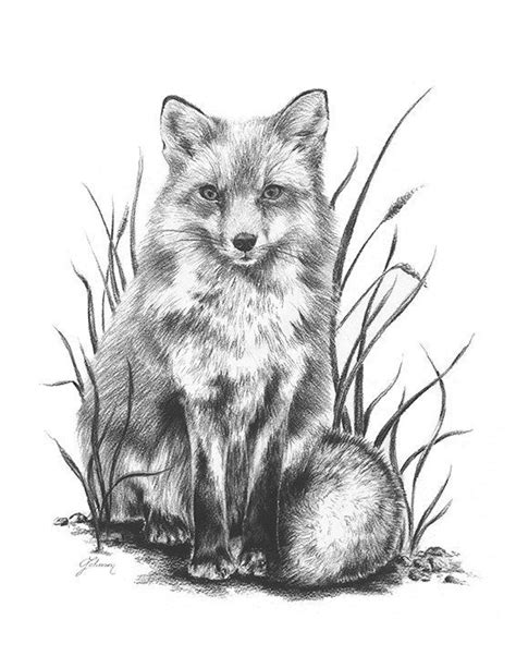 Pin By Merlina Katkat On Graphite Pencil Drawings Of Fox Fox Drawing