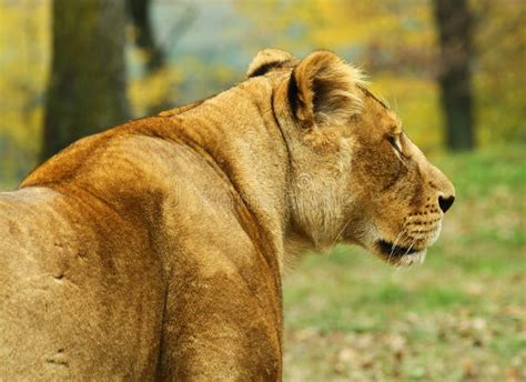 Female Lion Stock Image Image Of Killer Proud Hunter 16990325