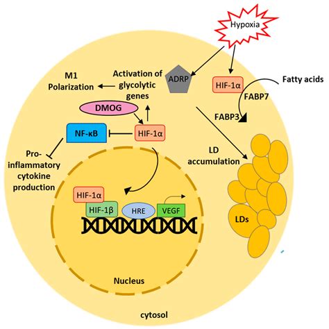 ijms free full text current understanding on the role of lipids in macrophages and