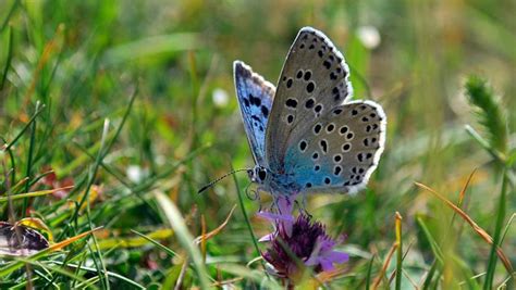 Globally Endangered Large Blue Butterfly Enjoys Best