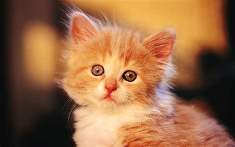 Nice Wallpapers Of Cute Baby Kitten And Baby Cats Pics And Images Wallpapers Dhamaka