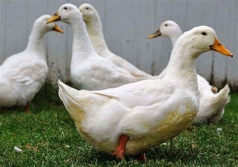 Колко патици живеят у дома в природата