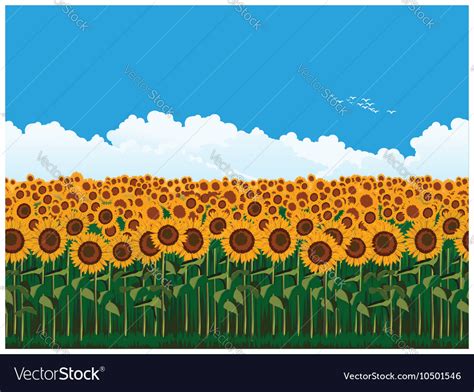 Picturesque Field Of Sunflowers Royalty Free Vector Image