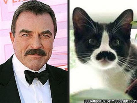 Famous People And Their Cat Look Alikes Cute Little Kittens Cats And