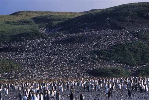 King Penguins Nesting On Salisbury Plain South Georgia