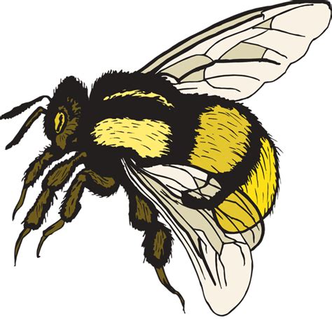 Bumble Bee Clip Art Clipart Bug Art Cartoon Clip Art Bee Drawing