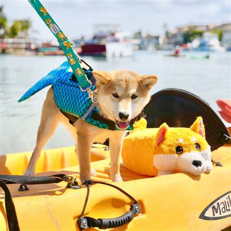 Well Miso And Kimchishibainu Need A Hooman To Paddle For Them 🛶 🐶 Love Memory Plushies ️