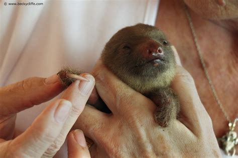 New Sloth Crossing Wildlife Bridges The Sloth Conservation Foundation