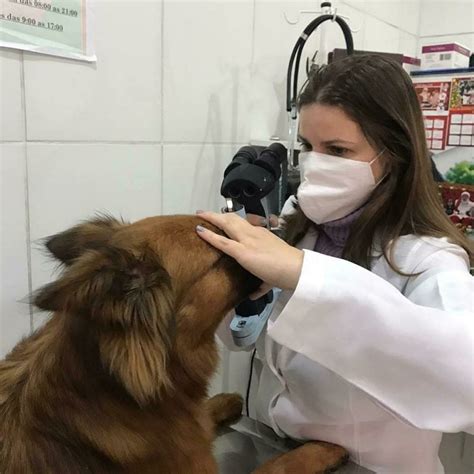 Guia Catarata Em Cães Diagnóstico E Tratamento Uau Uau Que Mia