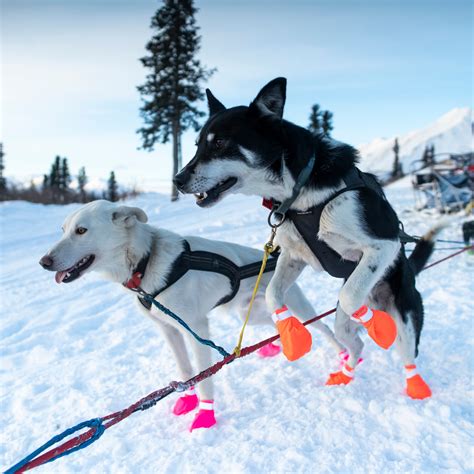 How Far Can Sled Dogs Travel In A Day