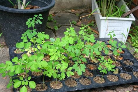 Satisfaction guaranteed · premium quality · deals every week MORINGA: Growing Moringa Oleifera in Australia from Seeds ...