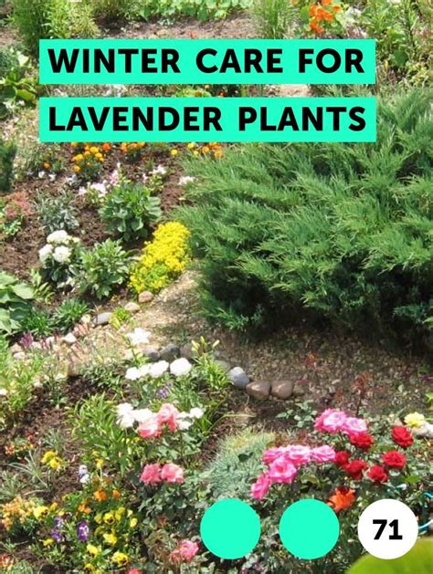 Learn Winter Care For Lavender Plants How To Guides Tips And Tricks