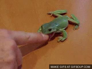 Pet Frog GIF Find Share On GIPHY