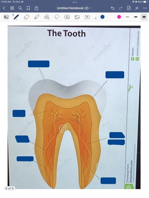 Aandp 2 Lab Practical 3 Tooth Diagram Quizlet