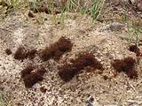 Photos of Fire Ants Swarm