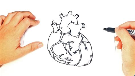 Como Desenhar Um Coracao Humano