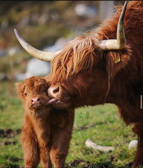 The Highland Cow Of Scotland Has An Unusual Double Coat Of Hair On The