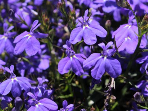 Lobelia Herb - Uses And Side Effects