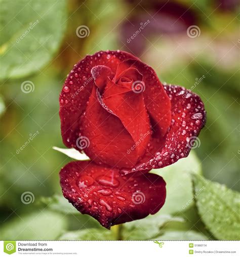 Single Red Rose With Water Drops Stock Photo Image Of