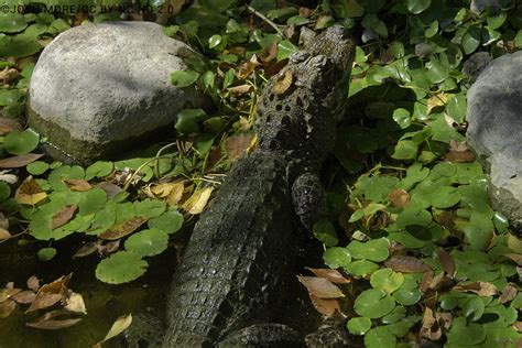 Chinese Alligator Alligator Sinensis